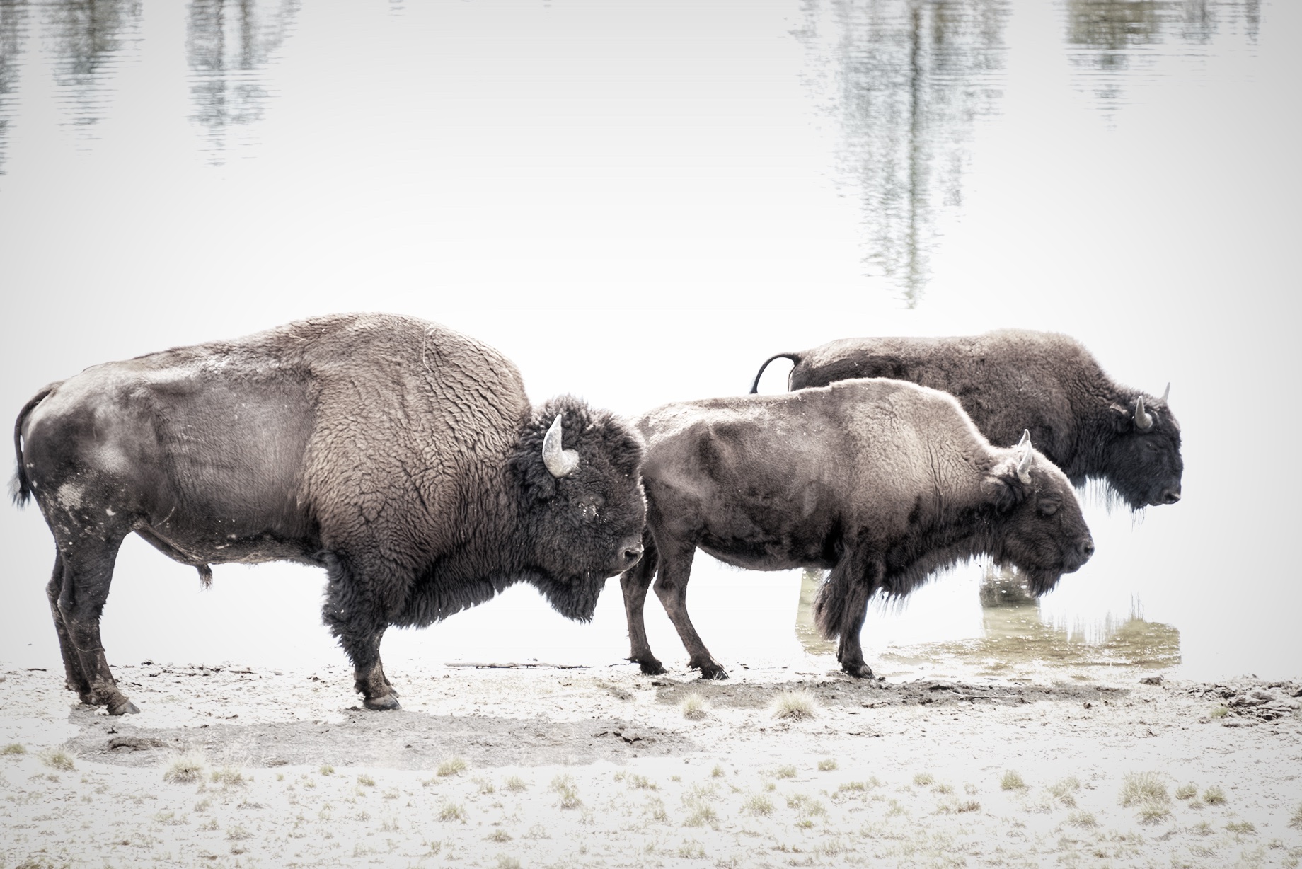 Three Bison